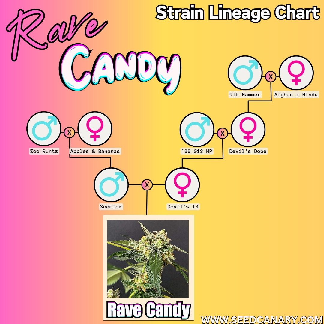 Rave Candy - 12x Regular Seeds - Image 5