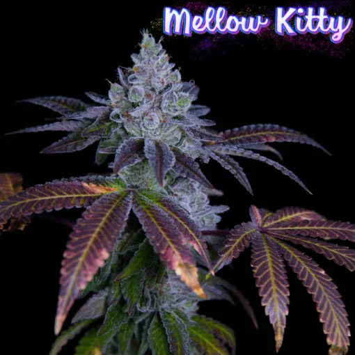 Mellow Kitty - Feminized Seeds