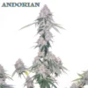 Andorian (F1) - Regular Seeds