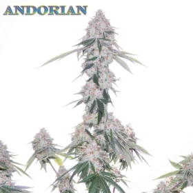 Andorian (F1) - Regular Seeds
