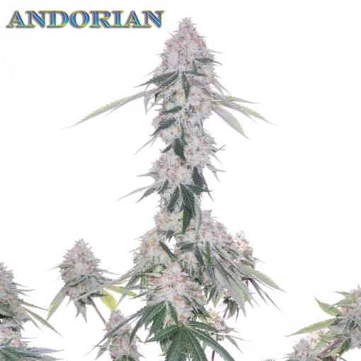 Andorian (F1) - Regular Seeds