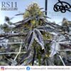 RS-11 (Doja Cut) - Cannabis Clone