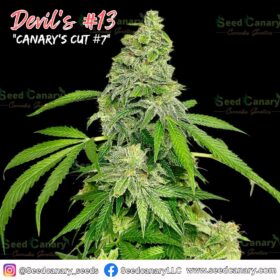 '"Devil''s #13 - Cannabis Clone"'
