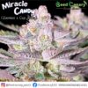 Miracle Candy - Regular Seeds