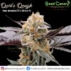Devil's Dough - 12x Regular Seeds