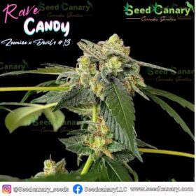 Rave Candy - 12x Regular Seeds