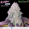 Rainbow Dash - Regular Seeds
