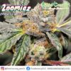 Zoomiez F1 Regular Seeds - Limited Release Seed Drop!