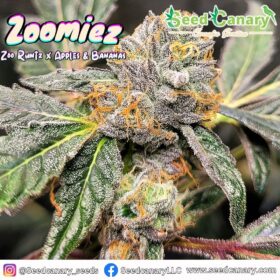 Zoomiez F1 Regular Seeds - Limited Release Seed Drop!