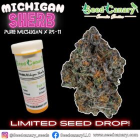 Michigan Sherb - 12x Regular Seeds