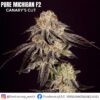 '"Pure Michigan F2 (Canary''s Cut) - Cannabis Clone"'