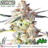 Zookies (Alien Labs Cut) - Cannabis Clone