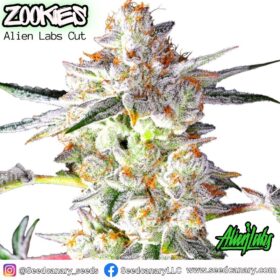 Zookies (Alien Labs Cut) - Cannabis Clone