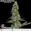 Garlic Cocktail (THC Design Cut) - Cannabis Clone