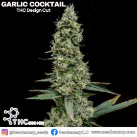 Garlic Cocktail (THC Design Cut) - Cannabis Clone