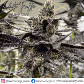 White Truffle (Beleaf Cut) - Cannabis Clone