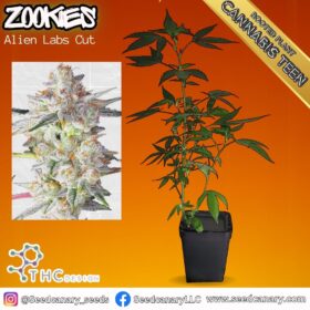 Zookies (Alien Labs Cut) - Cannabis Teens