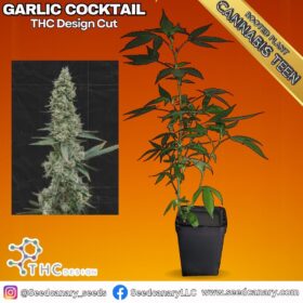 Garlic Cocktail (THC Design Cut) - Cannabis Teens