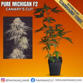Pure Michigan F2 (Canary's Cut) - Cannabis Teens