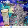 Candy Delight - Regular Seeds