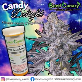 Candy Delight - Regular Seeds