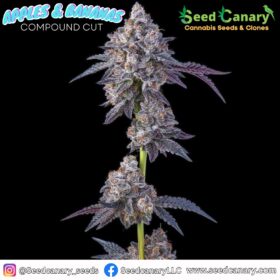 Apples & Bananas (Compound Cut) - Cannabis Clone