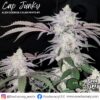 Cap Junky - (Breeder Cut) Cannabis Clone