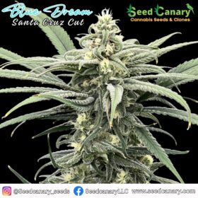 Blue Dream (Santa Cruz Cut) - Cannabis Clone