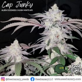 Cap Junky - (Breeder Cut) Cannabis Clone