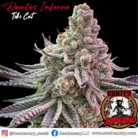 '"Dante''s Inferno (Tiki Cut) - Cannabis Clone"'