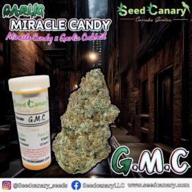 Garlic Miracle Candy - Feminized Seeds
