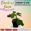 Rainbow Dash - Cannabis Clone