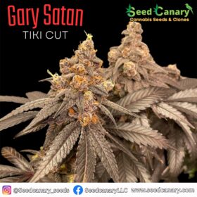 Gary Satan (Tiki Cut) - Cannabis Clone