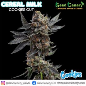 Cereal Milk (Cookies Cut) - Cannabis Clone