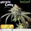 Miracle Candy - Cannabis Clone