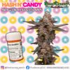 Hash N' Candy – Regular Seeds