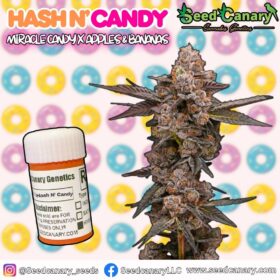 Hash N' Candy – Regular Seeds