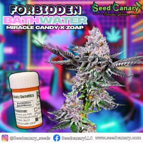 Forbidden BathWater – Regular Seeds