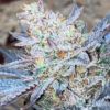 Cascadia Seeds - Guava Skunk (10x Feminized Seeds)