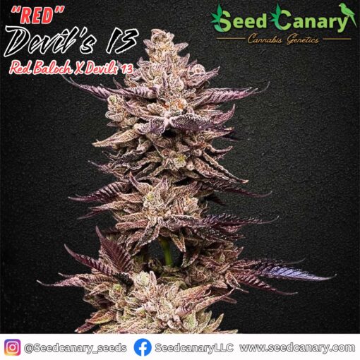 Red Devil's 13 – Regular Seeds