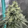 Cascadia Seeds - Sour Diesel BX3 F2 (10x Regular Seeds)