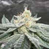Cascadia Seeds - Test Pilot (10x Feminized Seeds)