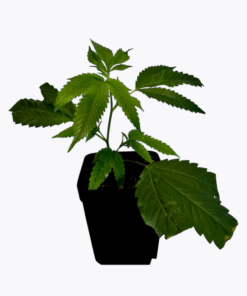 Rooted Cannabis Clones