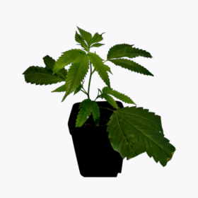Rooted Cannabis Clones