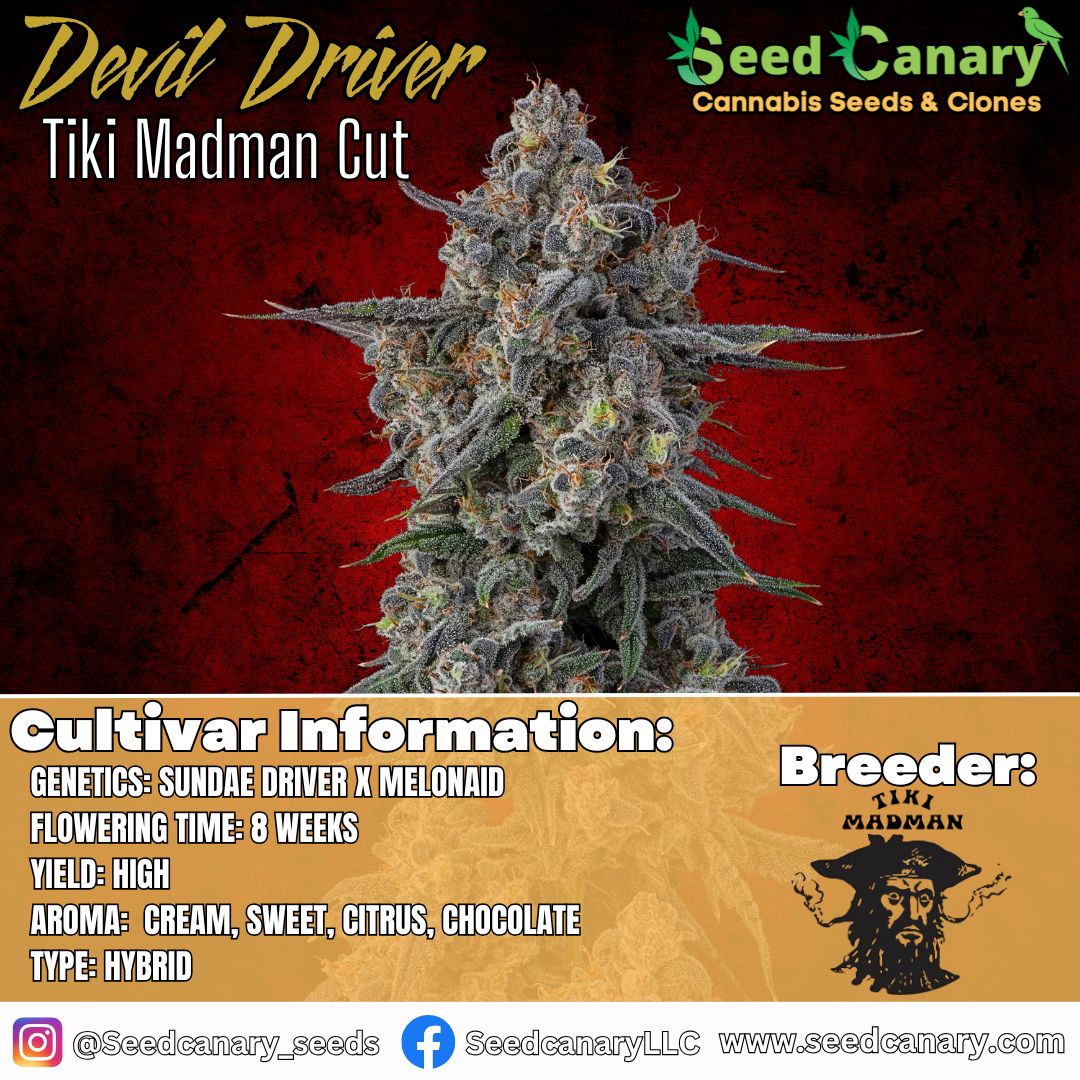 Devil Driver - (Tiki Cut) Rooted Clone